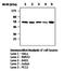 SMAD Family Member 3 antibody, NBP1-40253, Novus Biologicals, Western Blot image 