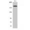 Collagen Type V Alpha 1 Chain antibody, LS-C382820, Lifespan Biosciences, Western Blot image 