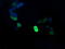 Mitogen-Activated Protein Kinase Kinase 1 antibody, LS-C174508, Lifespan Biosciences, Immunofluorescence image 