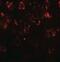 Chromodomain Helicase DNA Binding Protein 7 antibody, NBP2-41133, Novus Biologicals, Immunofluorescence image 