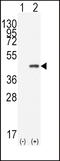 Caudal Type Homeobox 2 antibody, LS-C100379, Lifespan Biosciences, Western Blot image 