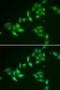 Thioredoxin Like 1 antibody, LS-C334639, Lifespan Biosciences, Immunofluorescence image 