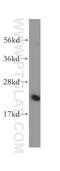 60S ribosomal protein L23a antibody, 16386-1-AP, Proteintech Group, Western Blot image 