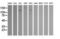 Phosphatidylinositol-4,5-Bisphosphate 3-Kinase Catalytic Subunit Gamma antibody, LS-C174231, Lifespan Biosciences, Western Blot image 