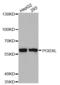 Podocalyxin Like antibody, LS-C334377, Lifespan Biosciences, Western Blot image 