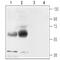 Angiotensin II type-1 receptor antibody, BML-SA608-0050, Enzo Life Sciences, Western Blot image 
