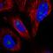 WD Repeat Domain 82 antibody, HPA040427, Atlas Antibodies, Immunofluorescence image 