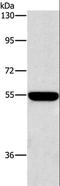 Sialic Acid Binding Ig Like Lectin 7 antibody, LS-C403036, Lifespan Biosciences, Western Blot image 