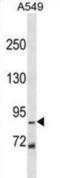 Zinc Finger Protein 786 antibody, abx030220, Abbexa, Western Blot image 