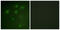 Programmed Cell Death 4 antibody, LS-C118014, Lifespan Biosciences, Immunofluorescence image 