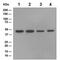 Sphingosine-1-Phosphate Receptor 3 antibody, ab108370, Abcam, Western Blot image 