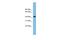 Ankyrin Repeat Domain 42 antibody, PA5-69122, Invitrogen Antibodies, Western Blot image 