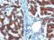 Retinol Binding Protein 4 antibody, orb385887, Biorbyt, Immunohistochemistry paraffin image 