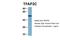 Transcription Factor AP-2 Gamma antibody, 28-839, ProSci, Immunohistochemistry frozen image 