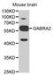 Gamma-Aminobutyric Acid Type A Receptor Alpha2 Subunit antibody, abx001493, Abbexa, Western Blot image 