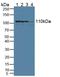 Exportin 1 antibody, abx131010, Abbexa, Western Blot image 