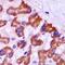 Peroxisomal Biogenesis Factor 5 antibody, abx142137, Abbexa, Western Blot image 