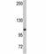 O-Linked N-Acetylglucosamine (GlcNAc) Transferase antibody, F49797-0.4ML, NSJ Bioreagents, Western Blot image 