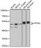 Protein Tyrosine Phosphatase Non-Receptor Type 1 antibody, GTX55767, GeneTex, Western Blot image 