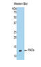 IL-4 antibody, LS-C294913, Lifespan Biosciences, Western Blot image 