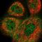 RCC1 Like antibody, PA5-65705, Invitrogen Antibodies, Immunofluorescence image 