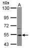 Interleukin 1 Receptor Associated Kinase 4 antibody, LS-C155351, Lifespan Biosciences, Western Blot image 