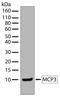 C-C Motif Chemokine Ligand 7 antibody, 701088, Invitrogen Antibodies, Western Blot image 