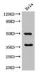 Aldose reductase antibody, CSB-PA001539LA01HU, Cusabio, Western Blot image 
