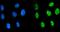 KH-Type Splicing Regulatory Protein antibody, A02770-2, Boster Biological Technology, Immunofluorescence image 