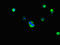 Latexin antibody, orb45950, Biorbyt, Immunofluorescence image 