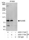 NUMB Endocytic Adaptor Protein antibody, A301-714A, Bethyl Labs, Immunoprecipitation image 