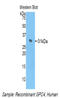 Glypican 4 antibody, LS-C300048, Lifespan Biosciences, Western Blot image 