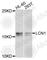 TP antibody, A9828, ABclonal Technology, Western Blot image 