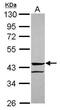 Angiopoietin Like 5 antibody, PA5-31422, Invitrogen Antibodies, Western Blot image 