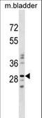 Nucleotide Binding Protein Like antibody, LS-C158431, Lifespan Biosciences, Western Blot image 
