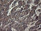 Indoleamine 2,3-Dioxygenase 1 antibody, M01705-2, Boster Biological Technology, Immunohistochemistry paraffin image 