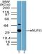 Nucleoporin 35 antibody, PA5-23338, Invitrogen Antibodies, Western Blot image 
