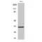 Forkhead Box R1 antibody, LS-C383546, Lifespan Biosciences, Western Blot image 