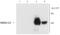 Glutamate Ionotropic Receptor NMDA Type Subunit 1 antibody, GTX82638, GeneTex, Western Blot image 