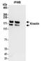 Kinectin 1 antibody, NBP2-32261, Novus Biologicals, Immunoprecipitation image 
