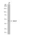 Mitochondrial Elongation Factor 2 antibody, NBP2-20421, Novus Biologicals, Western Blot image 