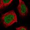 RNA Binding Motif Protein 6 antibody, NBP1-89376, Novus Biologicals, Immunofluorescence image 