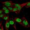 Proteasome Activator Subunit 4 antibody, HPA060922, Atlas Antibodies, Immunofluorescence image 