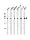 Cell Division Cycle 25A antibody, orb49071, Biorbyt, Western Blot image 