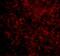 BCL2 Associated Agonist Of Cell Death antibody, A03520, Boster Biological Technology, Immunofluorescence image 