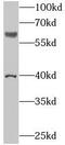NEDD4 Binding Protein 3 antibody, FNab05531, FineTest, Western Blot image 