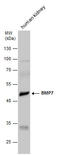 Bone Morphogenetic Protein 7 antibody, GTX132085, GeneTex, Western Blot image 