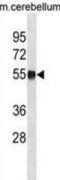 PPM1H antibody, abx031450, Abbexa, Western Blot image 