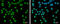 SET Domain Containing 1A, Histone Lysine Methyltransferase antibody, GTX130194, GeneTex, Immunofluorescence image 