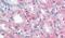 Endoplasmic Reticulum Metallopeptidase 1 antibody, PA5-32759, Invitrogen Antibodies, Immunohistochemistry paraffin image 